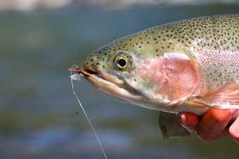 Fish NZ 1