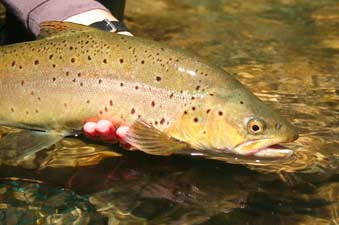 Fish NZ 2
